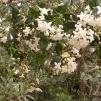 Hedyotis trimenii var. trimenii Deb & Ratna Dutta